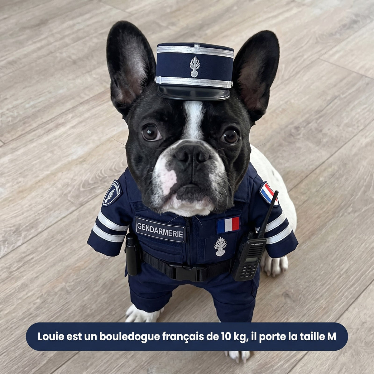 Louie, bouledogue français de 10 kg, porte la tenue de gendarme WOUFICIER en taille M