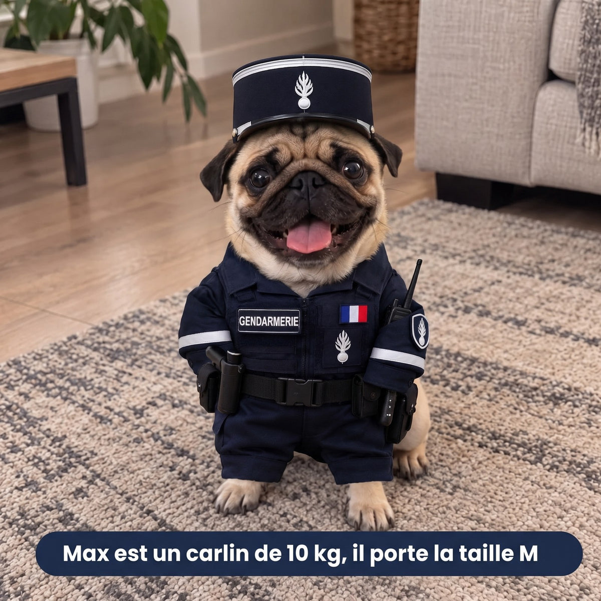 Max, carlin de 10 kg, porte la tenue de gendarme WOUFICIER en taille M